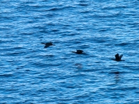 E8286648.jpg