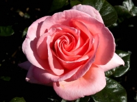 EB130275.jpg