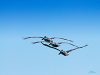 E2291523~0.jpg
