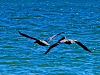 E2291645~0.jpg