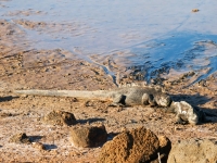 E7164413.jpg